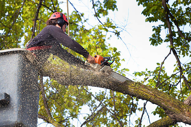 Speedway, IN Tree Removal Services Company