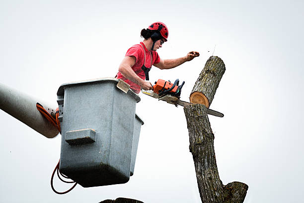 How Our Tree Care Process Works  in  Speedway, IN