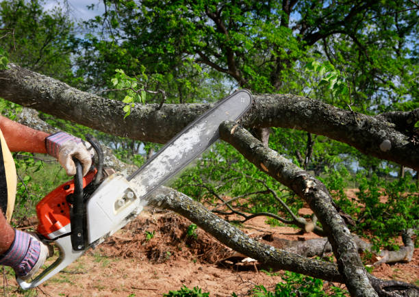 Tree and Shrub Care in Speedway, IN